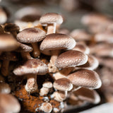 Shiitake Extract Tincture 30ml